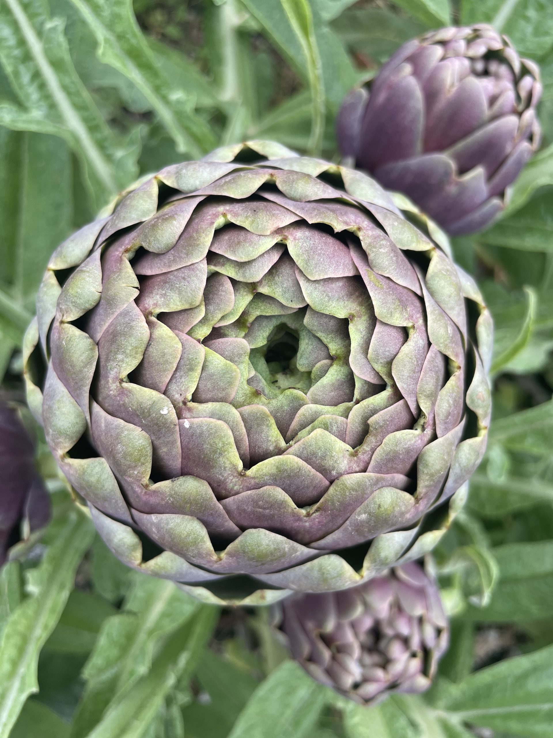 karola-pia-iadanza_come-spiegare-fibonacci-a-pietrelcina-P4