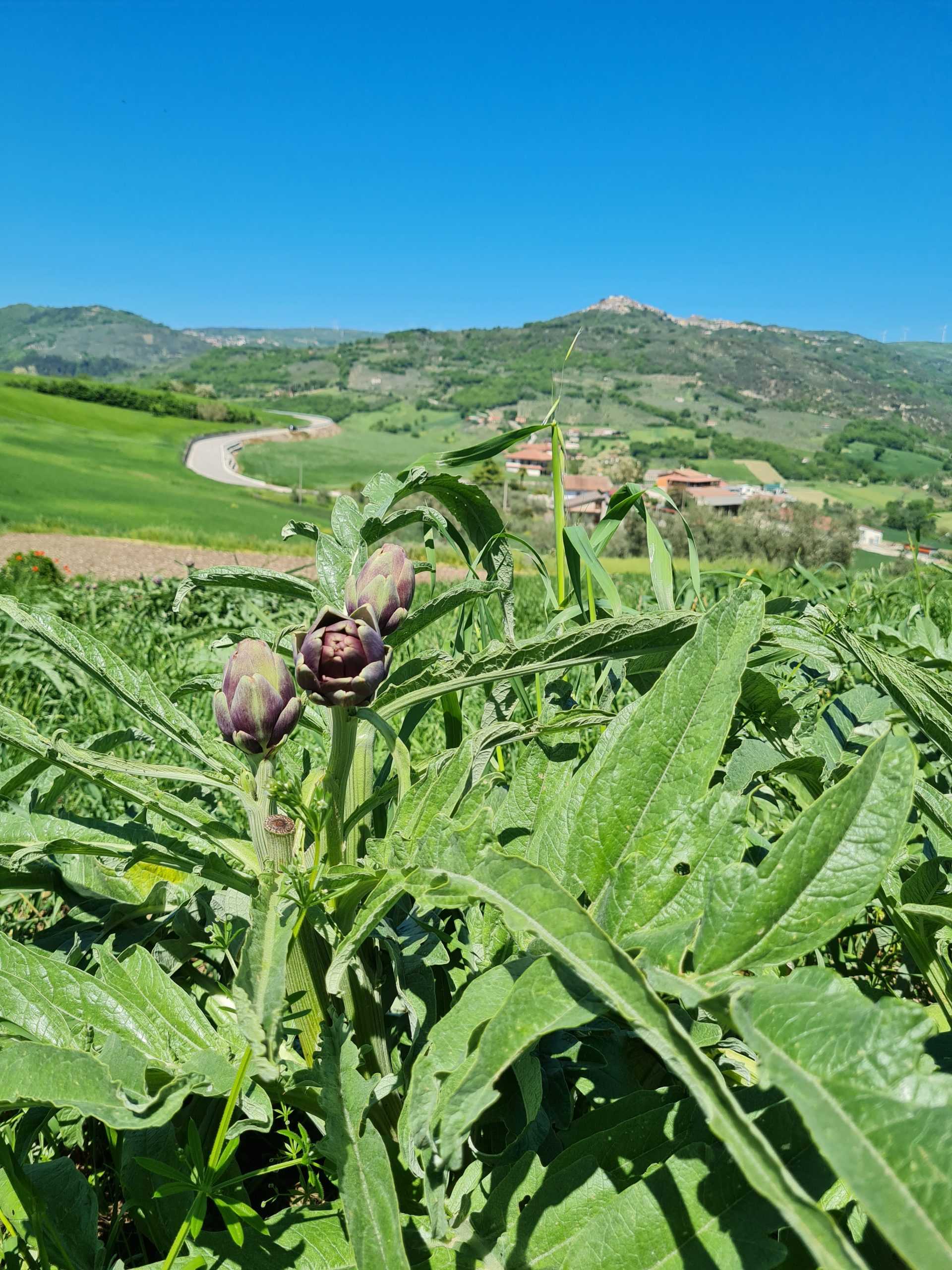 tiziana-coluccio-P6-001