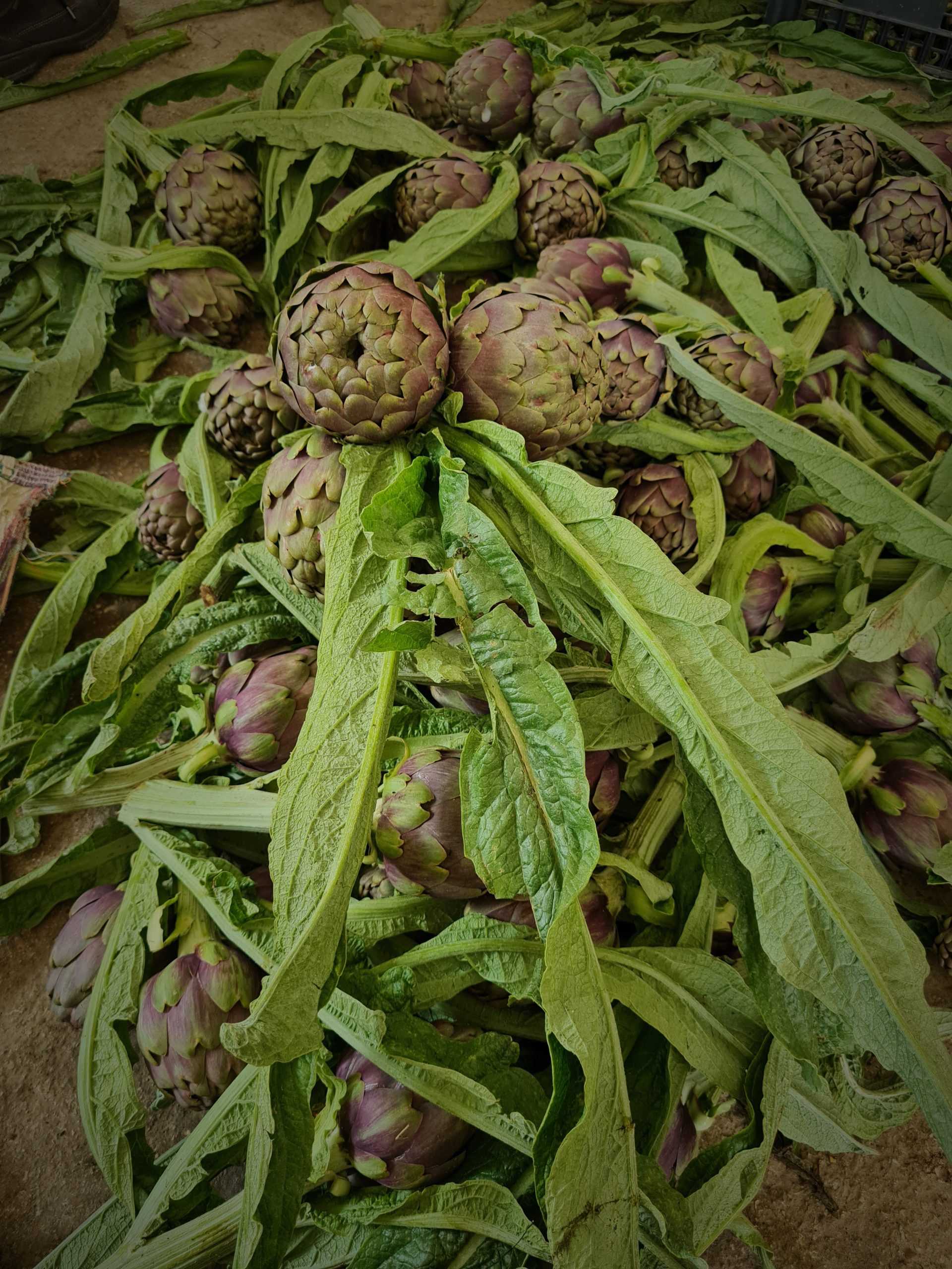 tiziana-coluccio-P6-003